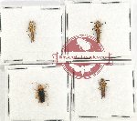 Scientific lot no. 28 Cantharidae (4 pcs)