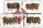 Scientific lot no. 21 Cantharidae (21 pcs)