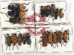 Scientific lot no. 35 Cantharidae (18 pcs)