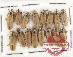 Scientific lot no. 41 Cantharidae (16 pcs)