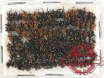 Scientific lot no. 626 Curculionidae (ca 150 pcs)