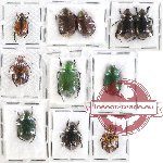 Scientific lot no. 234 Rutelinae (11 pcs)