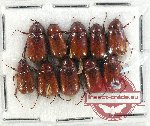 Scientific lot no. 160 Melolonthinae (10 pcs)