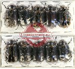 Scientific lot no. 149 Melolonthinae (10 pcs)