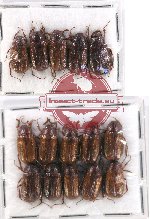 Scientific lot no. 165 Melolonthinae (15 pcs)