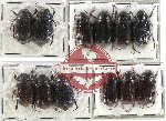 Scientific lot no. 167 Melolonthinae (12 pcs)