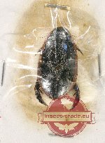 Scientific lot no. 75 Dytiscidae (1 pc)