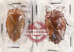 Scientific lot no. 928 Heteroptera (2 pcs)