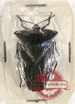 Scientific lot no. 927 Heteroptera (1 pc)