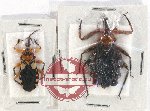 Scientific lot no. 923 Heteroptera (2 pcs)