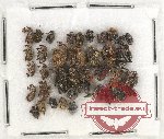 Scientific lot no. 665 Curculionidae (42 pcs)