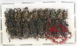 Scientific lot no. 653 Curculionidae (18 pcs)