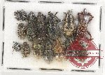 Scientific lot no. 573 Curculionidae (16 pcs)