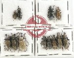 Scientific lot no. 641 Curculionidae (12 pcs)