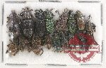 Scientific lot no. 656 Curculionidae (16 pcs)