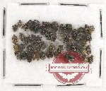 Scientific lot no. 661 Curculionidae (50 pcs)