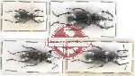 Scientific lot no. 645 Curculionidae (4 pcs)