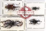 Scientific lot no. 647 Curculionidae (4 pcs)