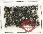 Scientific lot no. 604 Curculionidae (45 pcs)