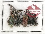 Scientific lot no. 555 Curculionidae (6 pcs)