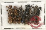 Scientific lot no. 587 Curculionidae (15 pcs)