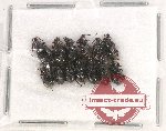 Scientific lot no. 252A Curculionidae (13 pcs)