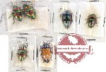 Scientific lot no. 926 Heteroptera (6 pcs)