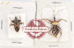 Scientific lot no. 924 Heteroptera (2 pcs)