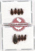 Scientific lot no. 540 Carabidae (8 pcs A2)