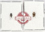 Scientific lot no. 3 Rhipiphoridae (2 pcs)