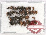 Scientific lot no. 69 Mordellidae (50 pcs)