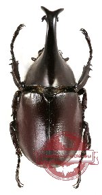 Xylotrupes macleayi ssp. lamachus