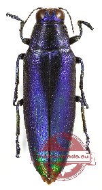 Chrysochroa fulminans (BLUE)