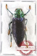 Chrysodema (Gelaeus) walkeri walkeri