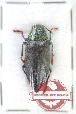 Chrysodema (Galaeus) walkeri nigriventris PARATYPE