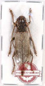 Zatrephus javanicus Fischer, 1936