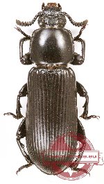 Tenebrionidae sp. 84