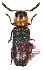 Tenerus sp. 8