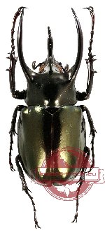 Chalcosoma atlas keyboh Nagai, 2004