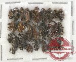 Scientific lot no. 510 Curculionidae (22 pcs)