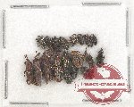 Scientific lot no. 543 Curculionidae (20 pcs)