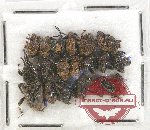 Scientific lot no. 547 Curculionidae (19 pcs)