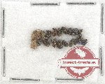 Scientific lot no. 659 Curculionidae (20 pcs)