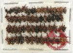 Scientific lot no. 627 Curculionidae (59 pcs)