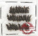 Scientific lot no. 622 Curculionidae (31 pcs)