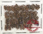 Scientific lot no. 612 Curculionidae (37 pcs)