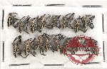 Scientific lot no. 548 Curculionidae (16 pcs)