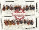 Scientific lot no. 78 Attelabidae (17 pcs)