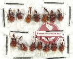 Scientific lot no. 73 Attelabidae (14 pcs)