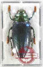 Chrysodema (Galaeus) cupriventris